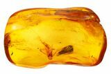 Fossil Mayfly (Ephemeroptera) In Baltic Amber #159793-1